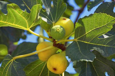 Sonbahar. Yaprakve parlak meyveile incir ağacının Dalı (Ficus carica)