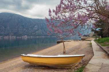 Bulutlu bahar gününde güzel Akdeniz manzarası. Prenses ağacı (Paulownia tomentosa) Kotor Körfezi kıyısında çiçek açar. Karadağ, Prcanj kasabası