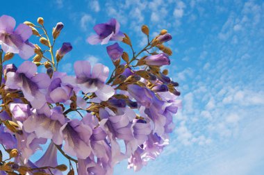 Mavi gökyüzü güneşli bahar gününde karşı Paulownia tomentosa ağacının çiçekleri