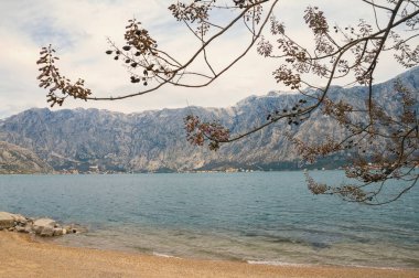 Bulutlu bahar gününde güzel Akdeniz manzarası. Kotor Körfezi kıyısında çiçekli Prenses ağacı (Paulownia tomentosa) Dalları. Karadağ, Adriyatik Denizi, Prcanj kasabası