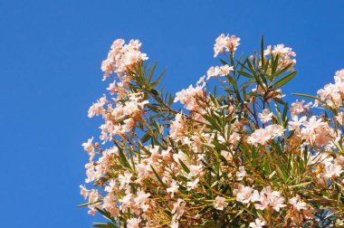 Mavi gökyüzüne karşı beyaz çiçeklerle oleander ağacının dalları (Nerium oleander) 