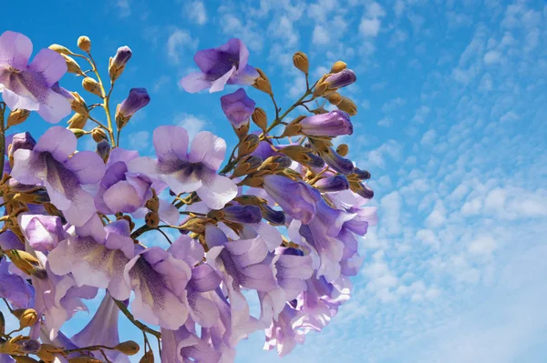 Mavi gökyüzü güneşli bahar gününde karşı Paulownia tomentosa ağacının çiçekleri