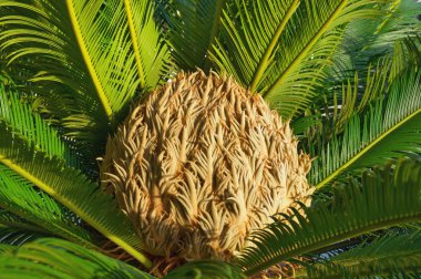 Süs sago palmiye ( Cycas revoluta ). Yapraklar ve dişi koni