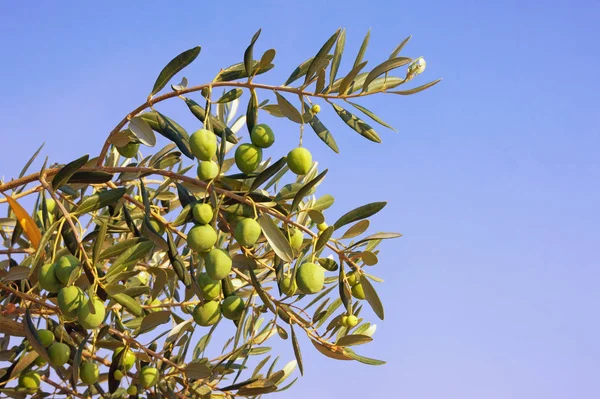 Gren av olivträdet med löv och frukter mot blå himmel — Stockfoto