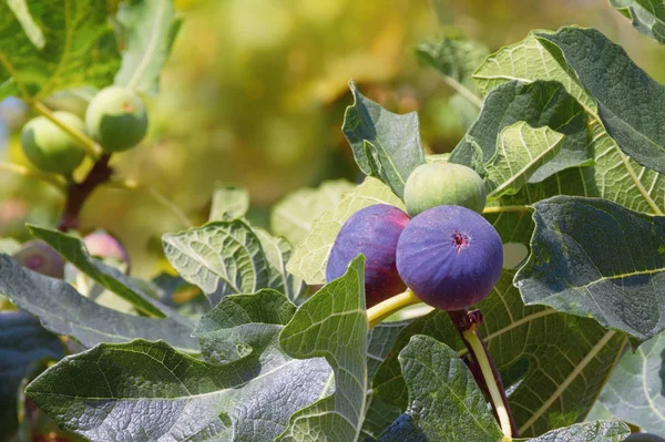 Herfst. Takken van vijgenboom (Ficus carica) met bladeren en vruchten — Stockfoto