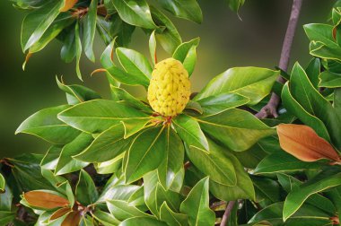 Sonbahar. Manolya ağacının Dalı (Manolya grandiflora) yaprakları ve bir meyve ile