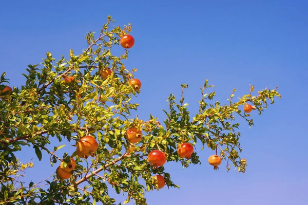 Branche de grenadier (Punica granatum) avec feuilles et fruits mûrs contre ciel bleu le jour ensoleillé d'automne — Photo