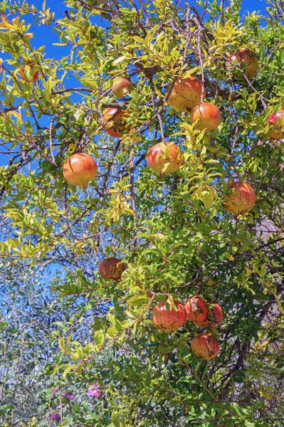 Granatapfelzweige (punica granatum) mit Blättern und reifen Früchten an sonnigen Herbsttagen — Stockfoto