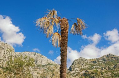Palmiye ağaçlarının hastalıkları. Güneşli bir sonbahar gününde kuru yapraklarla mavi gökyüzüne karşı yelpaze palmiyesi (Washingtonia robusta). Karadağ