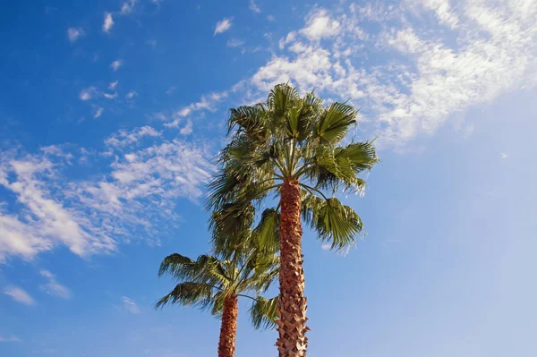 Güneşli bir sonbahar gününde mavi gökyüzüne karşı fan palmiyeleri (Washingtonia robusta). Tatil kavramı