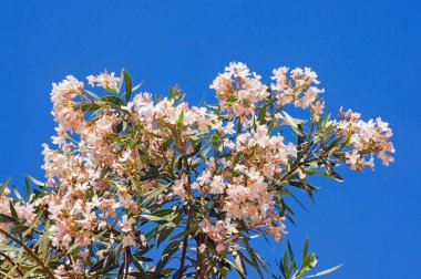 Zakkum ağacının (Neryum zakkum) dalları mavi gökyüzüne karşı çiçek açıyor