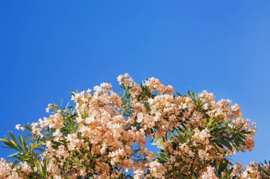 Zakkum ağacının dalları (Neryum zakkum) mavi gökyüzüne karşı beyaz çiçekler, metin için boş alan