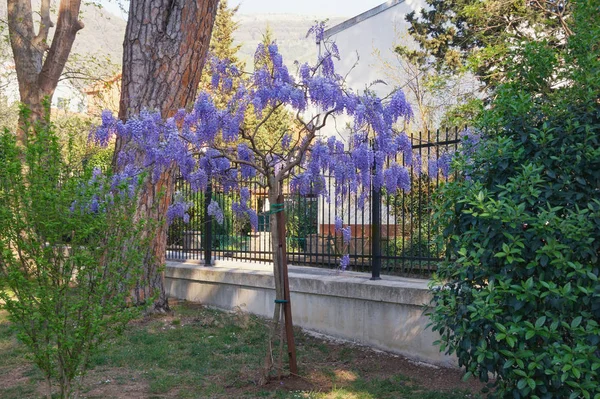 Spring flowers. Blooming wisteria in Mediterranean park. Montenegro, Tivat city. View of Large Town Park — Stock Photo, Image