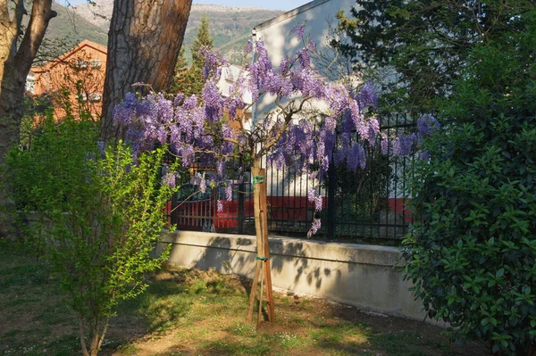 Spring flowers. Blooming wisteria. Montenegro, view of botanical garden ( Large Town Park ) in Tivat city — Stock Photo, Image