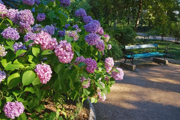 공원에 있는 히드란 게아 (Hydrangea macrophylla) 의아름다운 꽃들. 몬테네그로, 티바트 시에 있는 대형 도시 공원의 모습 — 스톡 사진