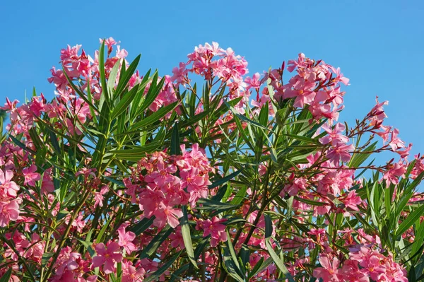 Gałęzie drzewa oleander (Nerium oleander) z różowymi kwiatami przeciwko błękitnemu niebu w słoneczny letni dzień — Zdjęcie stockowe