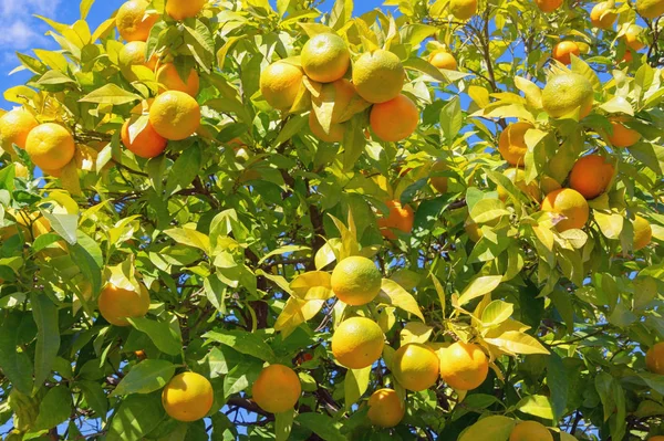 Branches d'un mandarinier aux fruits mûrs le jour ensoleillé — Photo