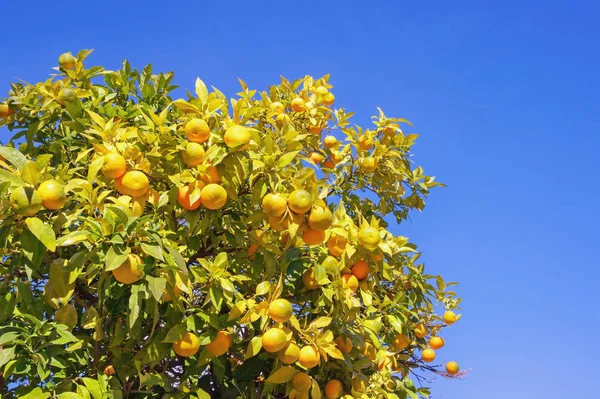 在阳光明媚的秋日，一棵成熟果实的橘子树的枝条 — 图库照片