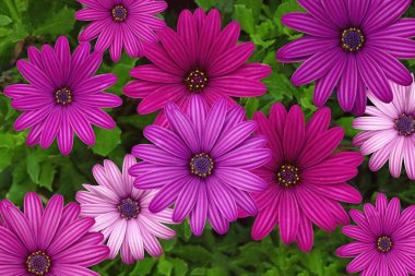 Bahçede Osteospermum 'un parlak çiçekleri (Afrika papatyaları)