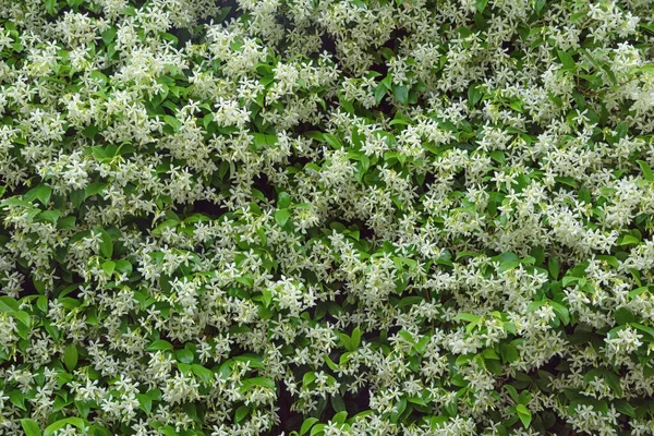 Güzel çiçek arkaplanı. Yıldız Yasemin (Trachelospermum jasminoides) çiçek, yeşil yapraklar ve beyaz çiçekler ile her zaman yeşil liana