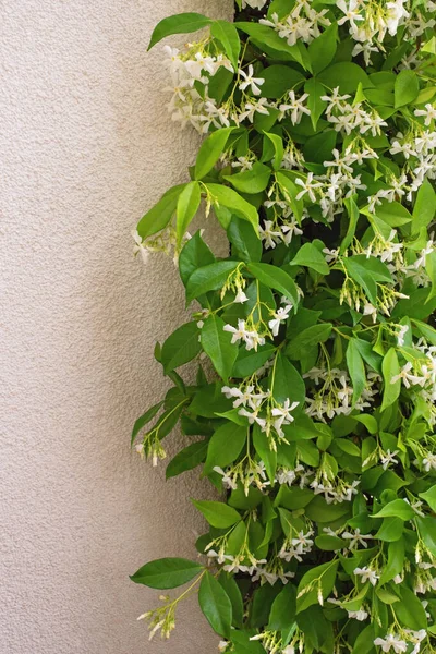 Yıldız Yasemin (Trachelospermum jasminoides) çiçek açmış, yeşil yapraklı ve beyaz çiçekli yeşil liana. Güzel çiçek kenarı, metin için boşluk