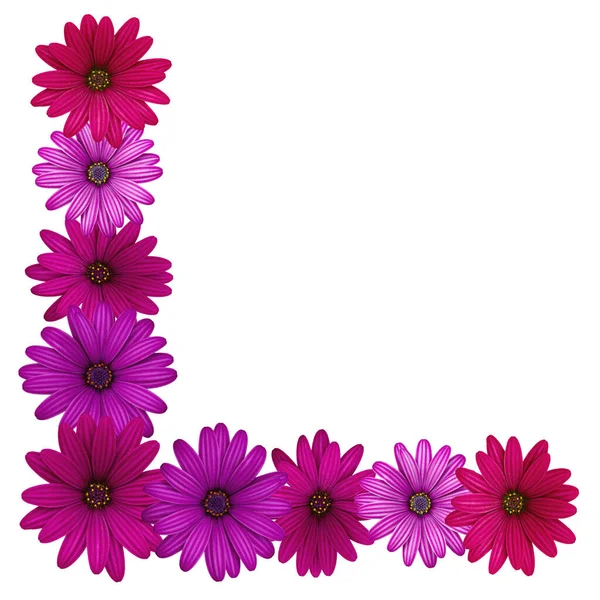 Flower corner. Bright Osteospermum flowers (African daisies) isolated on white background. Free space for text.