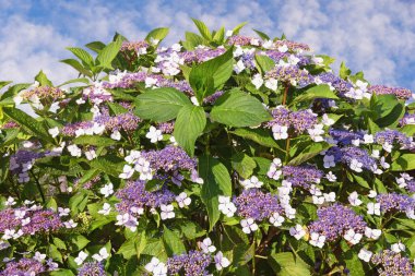 Çiçekli ortanca çalısı (Hydrangea aspera) güneşli yaz gününde
