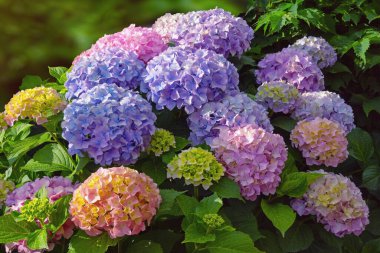 Bahçede çok renkli ortanca çiçekleri (Hydrangea makrophylla)