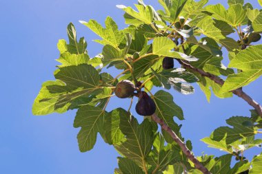 Mavi arka planda yaprakları ve meyveleri olan incir dalları (Ficus carica)