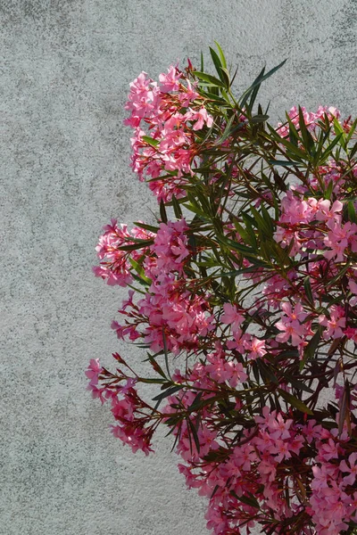 Jasne Różowe Kwiaty Drzewa Oleander Nerium Oleander Starej Rustykalnej Ścianie — Zdjęcie stockowe