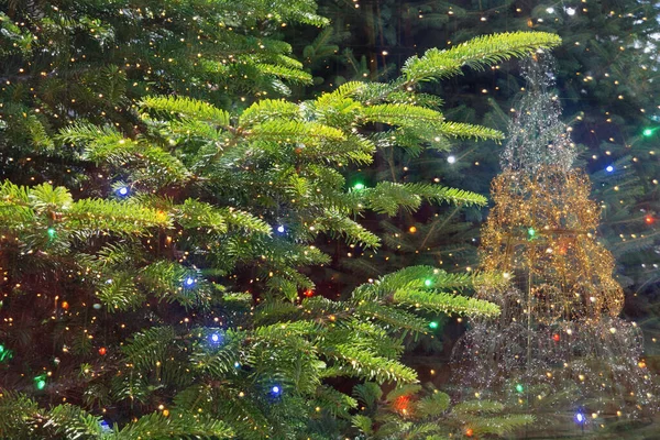 モミの木の枝 明るいガーランドライトを持つクリスマスツリー 二重露光 — ストック写真