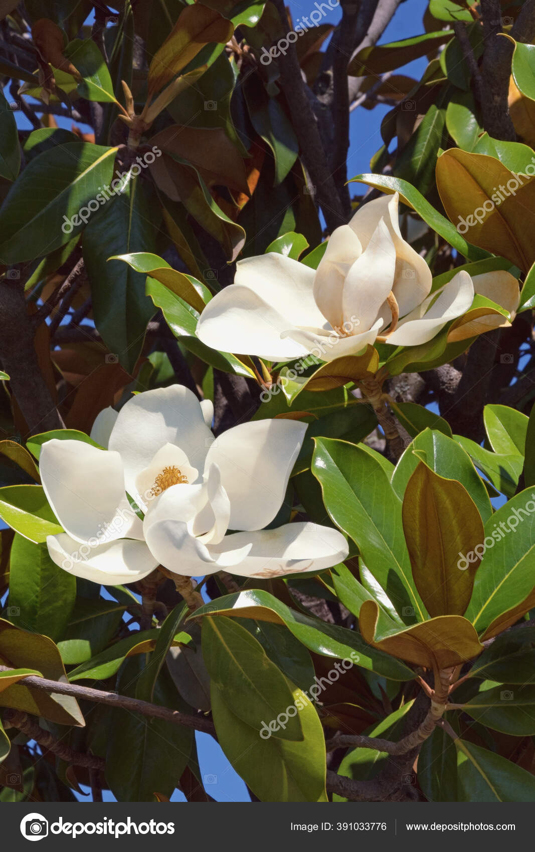 Branches Southern Magnolia Magnolia Grandiflora Tree Leaves Flowers