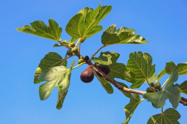 Mavi arkaplanda yaprakları ve meyveleri olan incir ağacı dalı (Ficus carica)