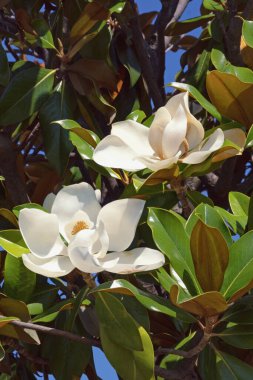 Branches of southern magnolia ( Magnolia grandiflora ) tree with leaves and flowers  on sunny day clipart