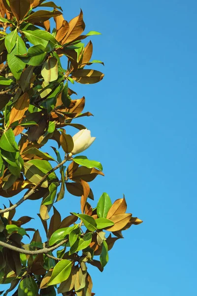 Branches of southern magnolia ( Magnolia grandiflora ) tree against blue sky. Free space for text