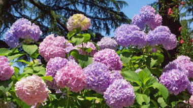 Bahçedeki renkli ortanca çiçekleri (Hydrangea makrophylla)