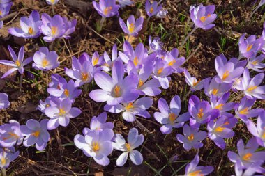 İlk bahar çiçekleri. Parktaki bir grup çiçek (Crocus Vernus)