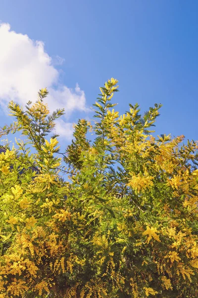Akasya Anlaşması Mimoza Güneşli Bahar Gününde Mavi Gökyüzüne Karşı Parlak — Stok fotoğraf