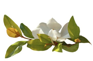 Manolya ağacı dalı (Magnolia grandiflora) beyaz üzerine izole edilmiştir.