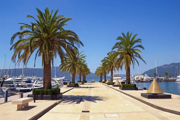 View Yacht Marina Porto Montenegro Sunny Summer Day Montenegro Tivat — Stock Photo, Image