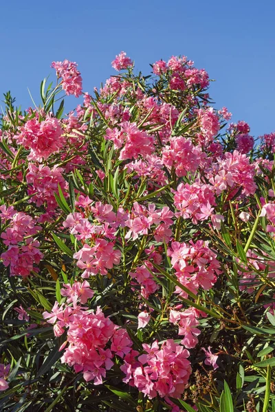 Λαμπερά Ροζ Λουλούδια Πικροδάφνης Nerium Oleander Κατά Του Γαλάζιου Ουρανού — Φωτογραφία Αρχείου