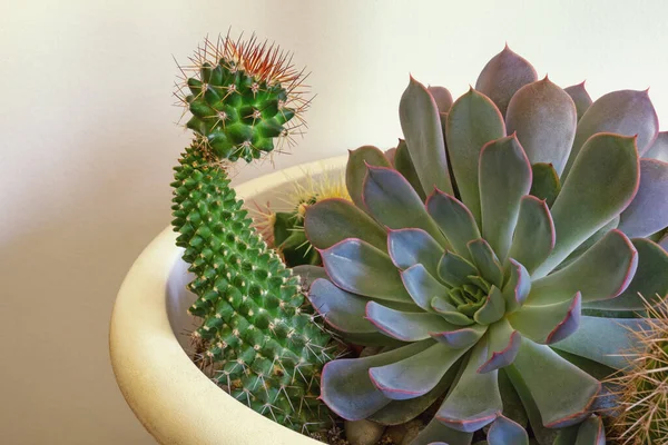 Cactus Concept Passe Temps Sempervivum Echinopsis Spachiana Pot Fleurs — Photo