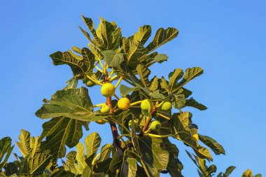 Mavi arkaplanda yaprakları ve meyveleri olan incir ağacı dalı (Ficus carica)