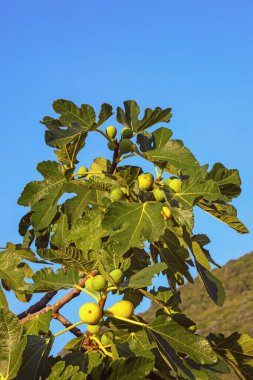 Güneşli bir günde yapraklı ve meyveli incir ağacı dalı (Ficus carica)