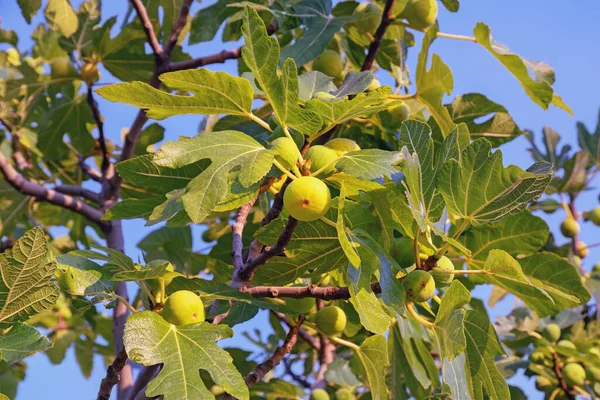 Mavi arkaplanda yaprakları ve meyveleri olan incir ağacı dalları (Ficus carica)