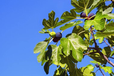 Yaprakları ve meyveleri mavi gökyüzüne karşı olan incir ağacı dalı (Ficus carica)