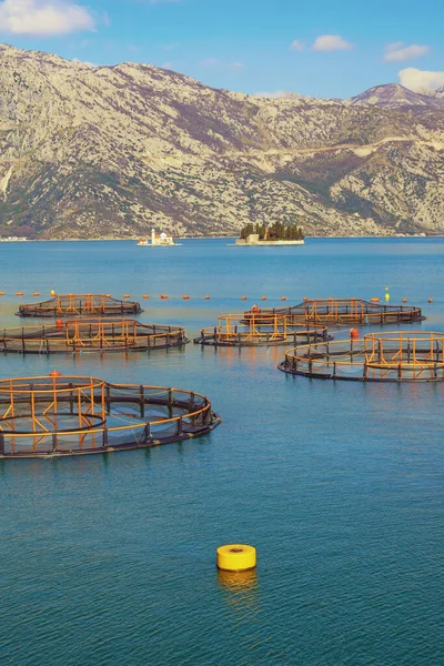 Kotor Körfezi 'nde balık çiftliği ve iki küçük adası olan Akdeniz manzarası. Karadağ, Adriyatik Denizi