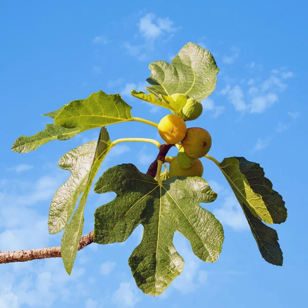 Tak Van Een Vijgenboom Ficus Carica Met Bladeren Vruchten Tegen — Stockfoto