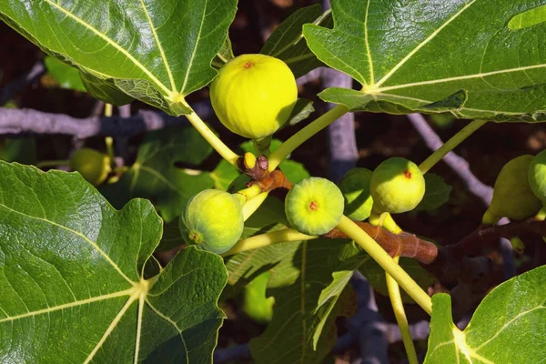 Takken Van Vijgenboom Ficus Carica Met Bladeren Vruchten — Stockfoto