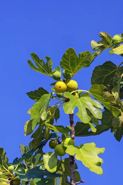 Yaprakları ve meyveleri mavi gökyüzüne karşı olan incir ağacı dalı (Ficus carica)